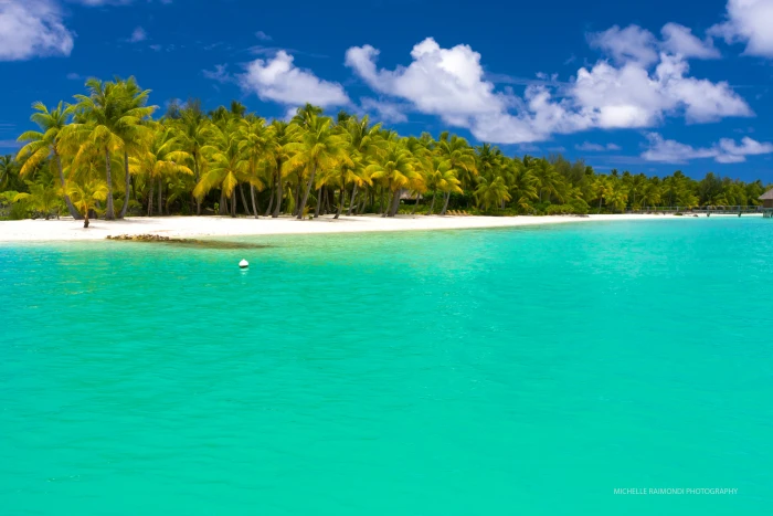 green coconut trees summer maldives tropical beach palm 2k 4k