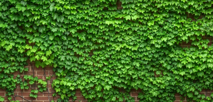 green leaf plant on wall ivy vine the leaves plants hwalyeob 2k