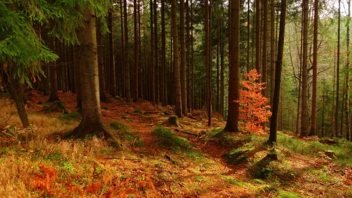 green leaf trees nature landscape forest wood fall moss 2k