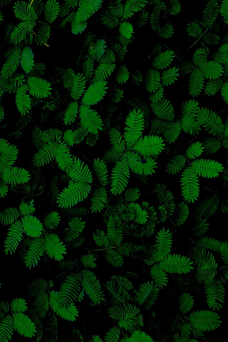 green leafed plants forest leaves fern fauna 2k
