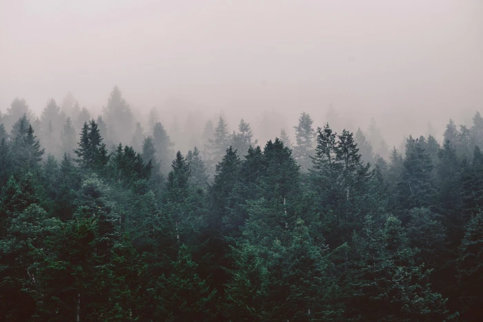 green leafed trees forest nature landscape mist photography 2k 4k
