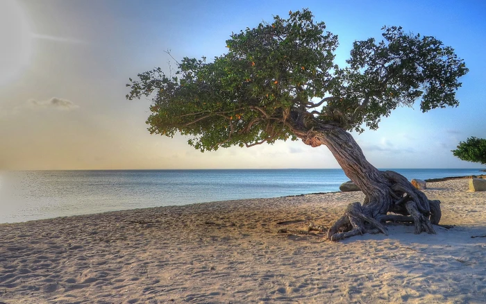 green tree near seashore Aruba beach trees nature water 2k