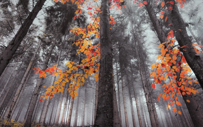 green tree nature landscape forest mist leaves fall trees 2k