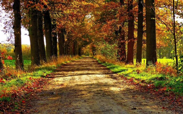 laptop backgrounds nature images tree plant autumn 2k