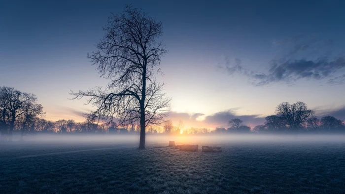 misty morning lone tree lonely field sunrise dawn 2k 4k