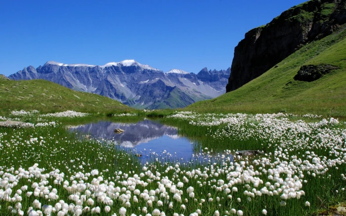 mountains landscapes nature switzerland lakes alpine alps meadows white flowers wallpap Nature Flowers HD Art 2k
