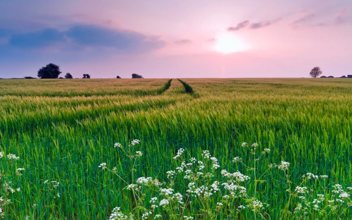 Nature scenery grass flowers summer 2k