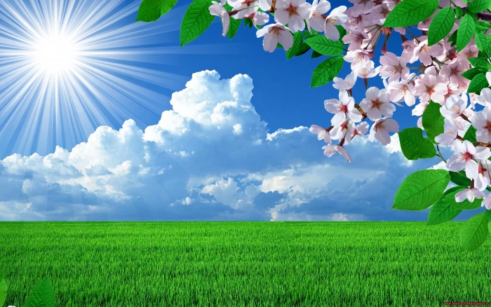 Nature Spring Flowers Landscapes Trees Sky Landscape Background Images 2k