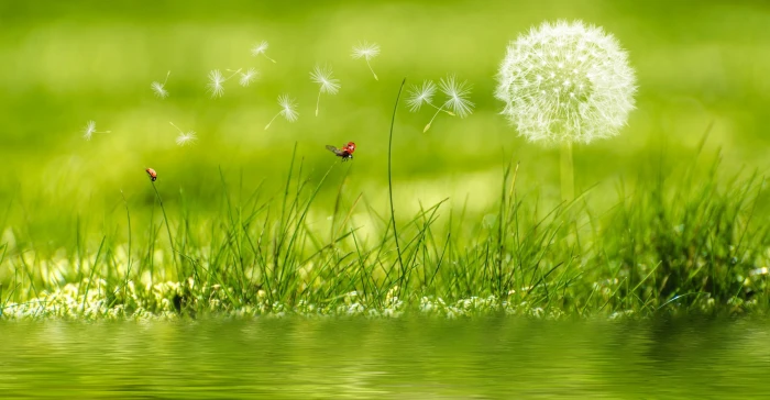 nature landscape dandelion ladybugs grass water plant 2k 4k 5k