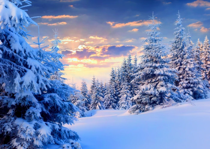 nature landscape snow winter forest trees sunset pine 2k