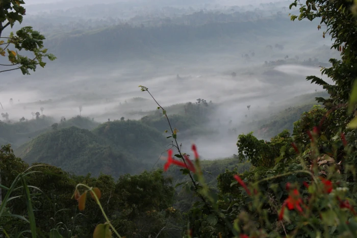 nature sajek valley bangladesh plant growth tree beauty in 2k 4k 5k