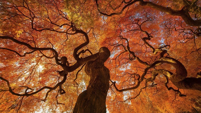 orange leafed tree leaf on autumn fall trees leaves 2k