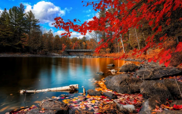 oxtongue rapids Natural scenery HD Wallpaper orange leafed tree 2k
