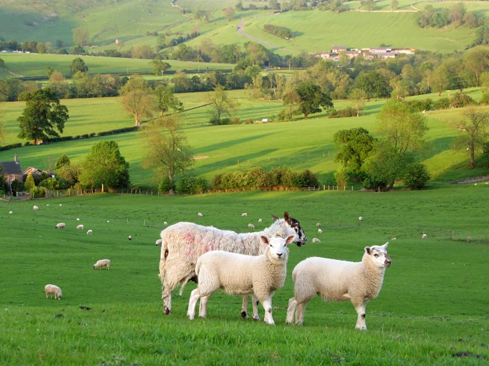 photo of three alpacas peak district District 2k