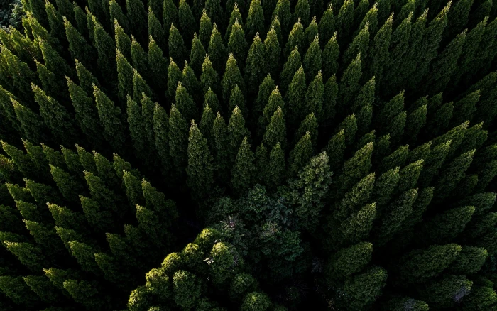pine trees aerial view green nature forest plant Color 2k