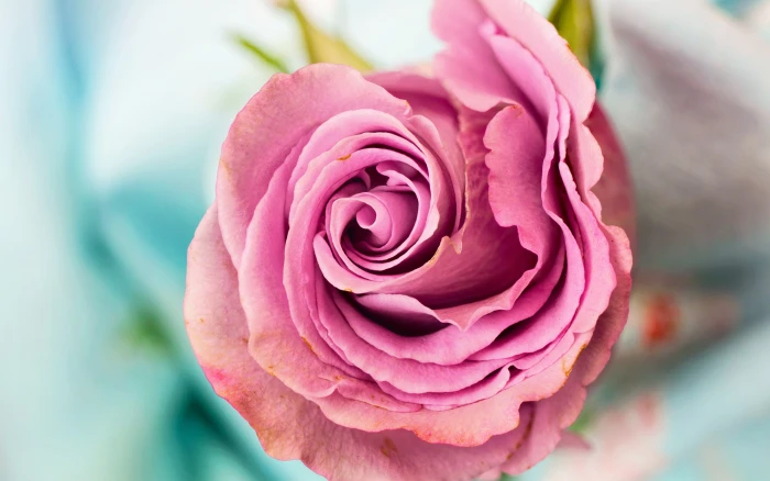 Pink Rose roase 2k 4k
