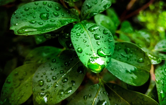 plant green leaf rain drops nature leaves tree outdoor 2k 4k