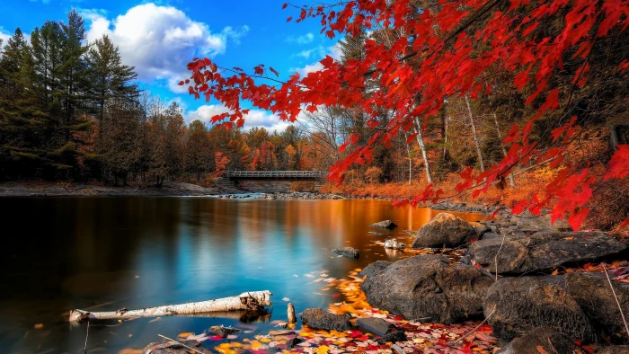 red leafed trees near body of water wallpaper landscape river 2k