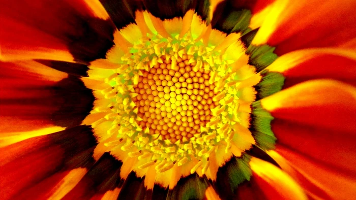 Saffron wallpaper macro flowers 2k 4k