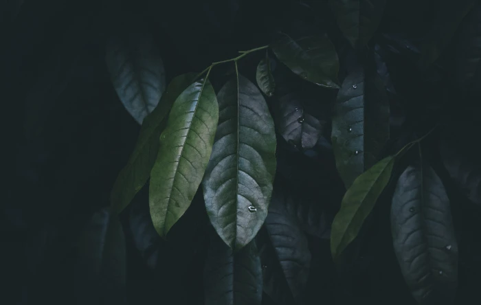 selective focus photo of green leaves leafed plant tree 2k 4k 5k