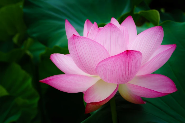 selective focus photography of pink petaled flowers in full bloom lotus flower 2k 4k 5k