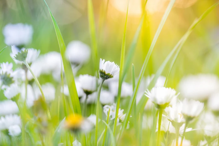 selective focus photography of white petal flower with green leaves 2k 4k 5k
