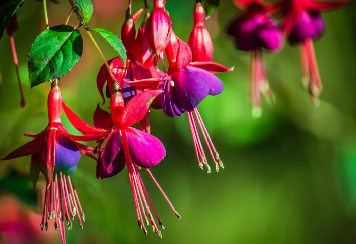 shallow focus photography of purple flowers pink red fuchsias 2k 4k 5k