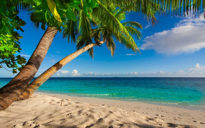 Summer beach palm green tree and blue ocean Sea shore 2k
