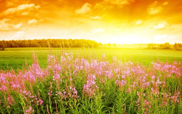 Summer Flowers scenery field background sky 2k