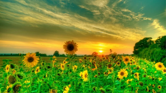 sunflower sunrise sky nature field morning 2k 4k
