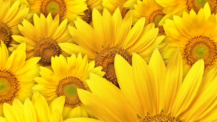 sunflower yellow plant petal summer blossom garden bright 2k 4k