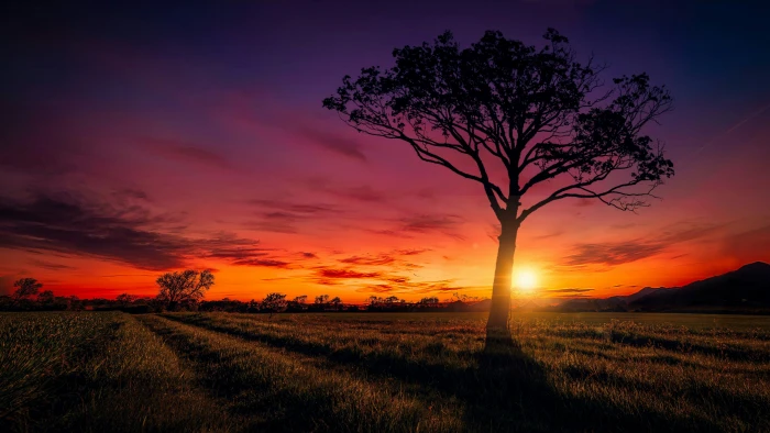 sunset lonely tree lone sky afterglow field beautiful 2k 4k
