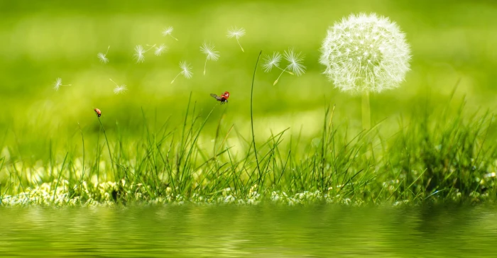 White Dandelion background image beautiful blur bright delicate 2k 4k 5k