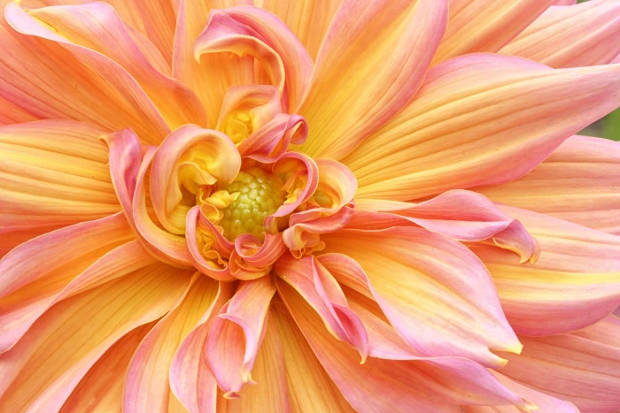 yellow and pink petaled flower dahlia 2k 4k 5k