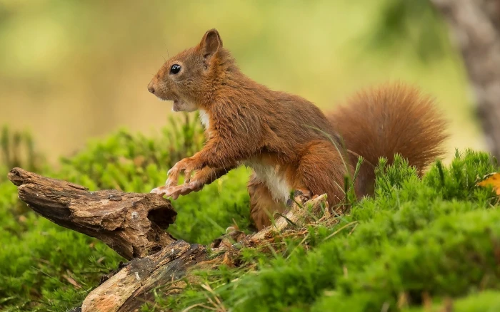 Animals Rodent Red Squirrel Kind Of In Gen Sciurus That Is Honored Across All Eurasia Desktop Wallpapers Hd For Mobile Phones And Laptops 2k 4k