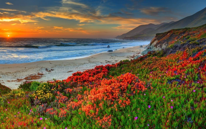 Beach sea coast flowers sunset the golden hour; red petaled flower field 2k