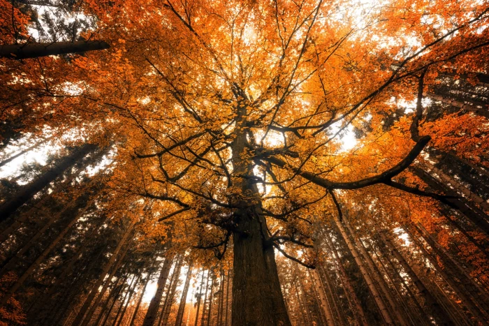 brown leafed tree fall nature trees autumn low angle view 2k