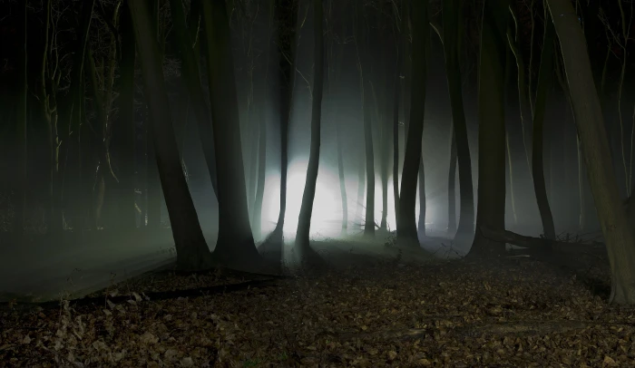 brown trees photography of forest at night time nature landscape 2k 4k 5k