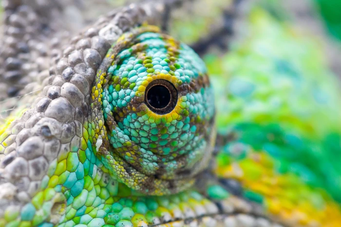 eye of animal focus photography chameleon 2k