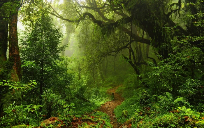 forest pathway digital wallpaper nature trees leaves lianas 2k