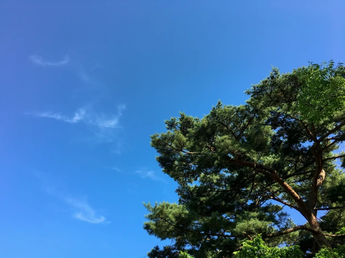 forest trees under the deep blue sky Pine Nature Korea Beautiful 2k 4k
