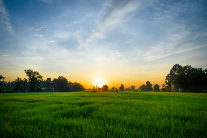 green grass field during sunrise morning cornfield bright 2k 4k 5k