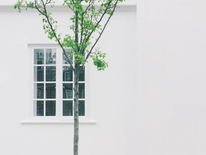 green leafed tree beside white concrete building with glass window leaf plant in front of the 2k 4k