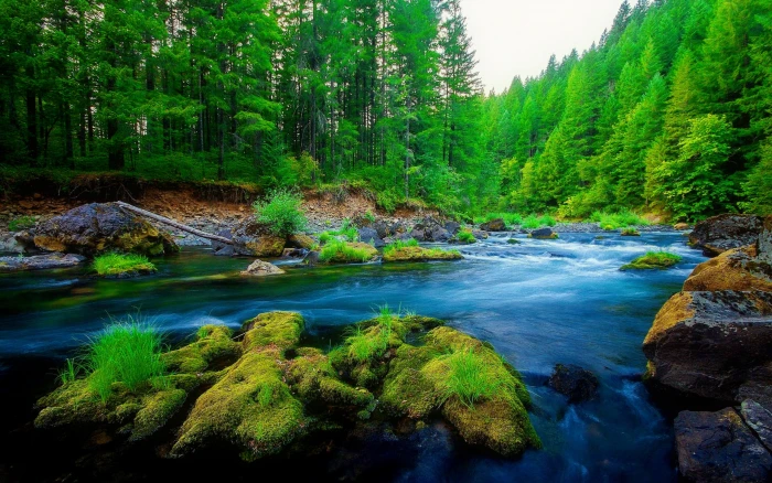 Green Pine Forest River Rock Beautiful Nature Hd Wallpaper 2k