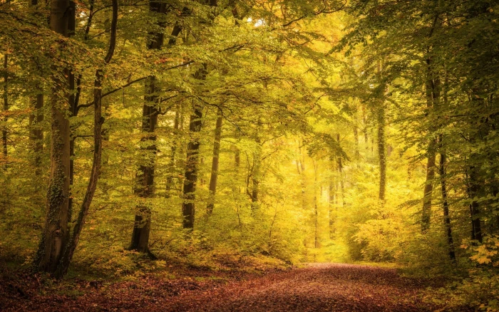 green trees forest during daytime nature landscape fall 2k