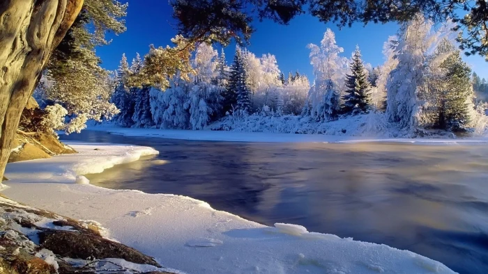ice river forest winter snow hoarfrost icy coast cold 2k 4k