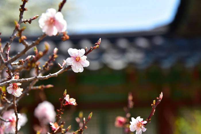 Korean plants flowers 2k 4k 5k