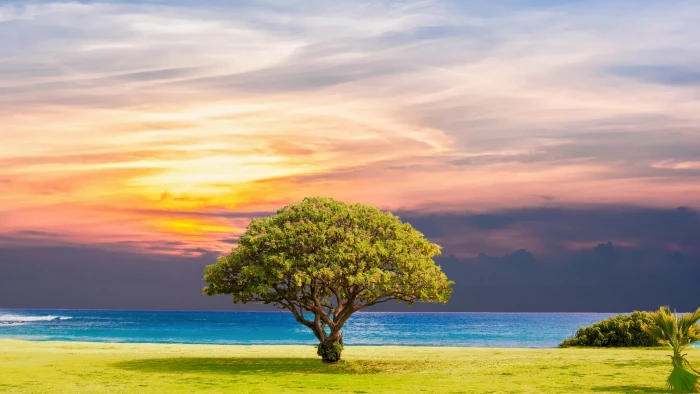 lone tree coast nature sky beach lonely horizon 2k 4k 5k