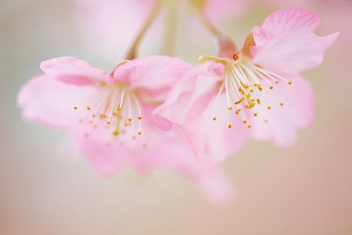 micro photography of pink petaled flowers cherry blossom season 2k 4k 5k
