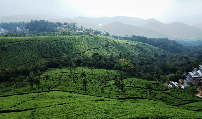 munnar india kerala tea plantation landscape mountain 2k 4k